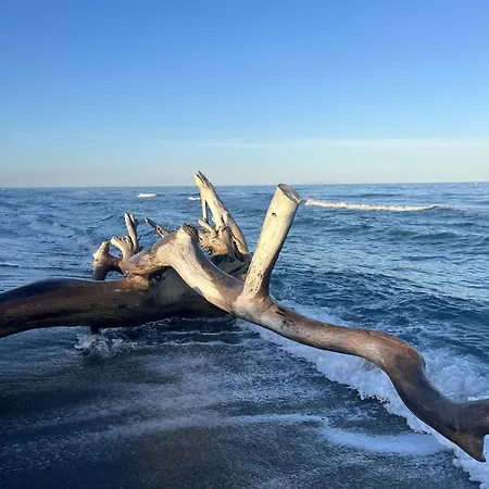 Διαμέρισμα Corse - Bord De Mer, Neuf Avec Piscine Chauffee *